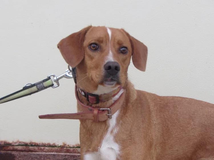 Zé Maria, male puppy mixed breed for adoption at Bianca APS