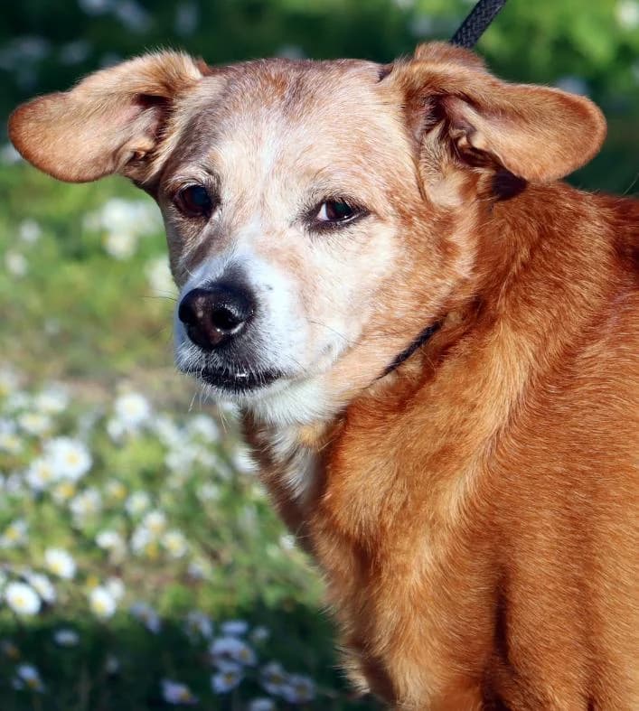 Zoe, female senior Mixed Breed for adoption at Bianca APS
