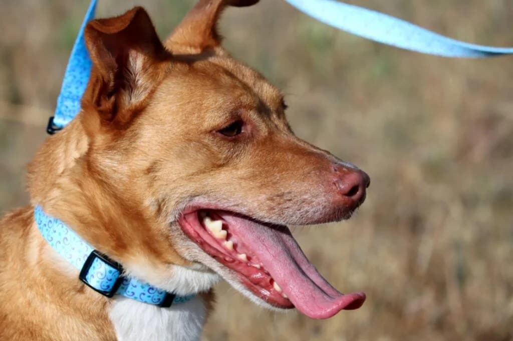 Toffy, Mixed Breed (Bianca APS)