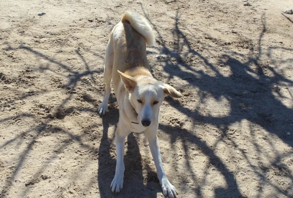 SCOTT, Mixed Breed (O Cantinho da Milu)