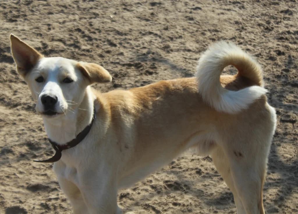 SCOTT, male senior Mixed Breed for adoption at O Cantinho da Milu, Lisbon