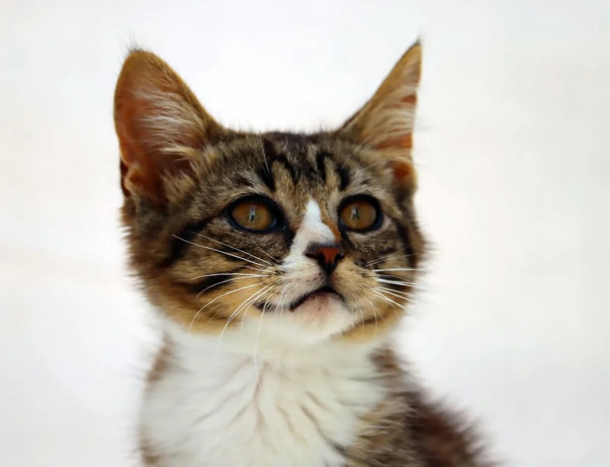 Kim – Reservado photo 2