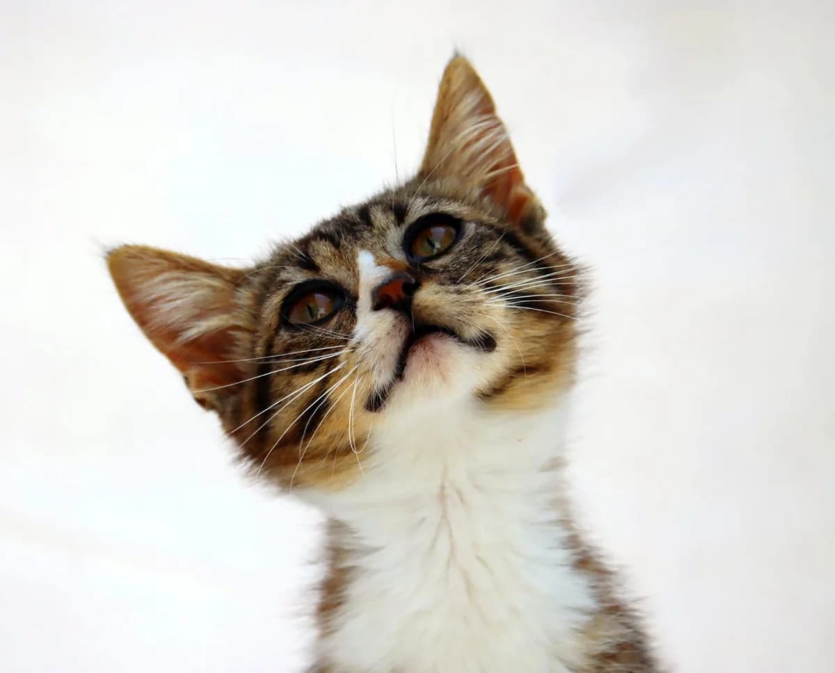 Kim – Reservado photo 5