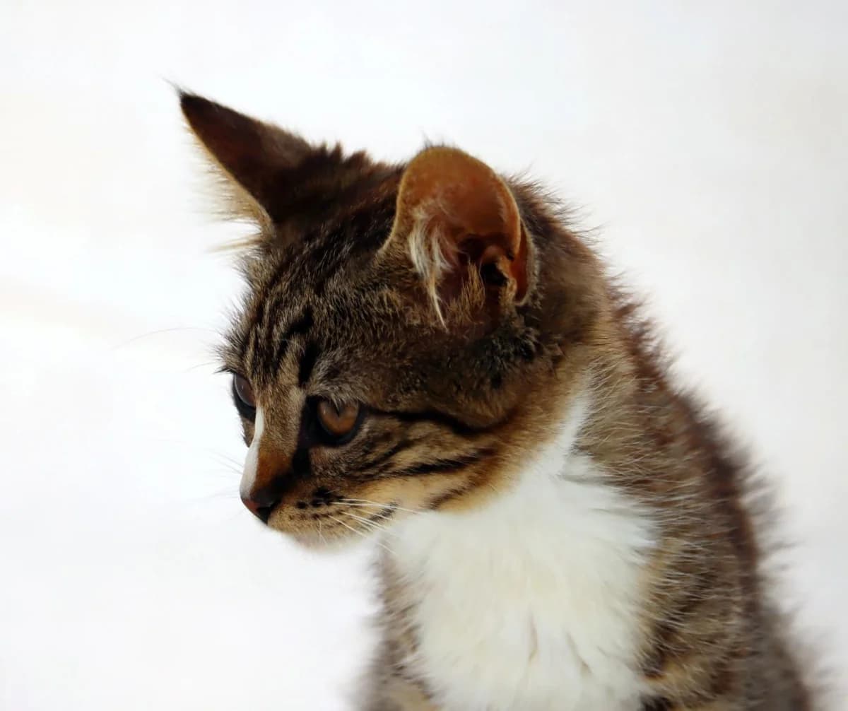 Kim – Reservado photo 6