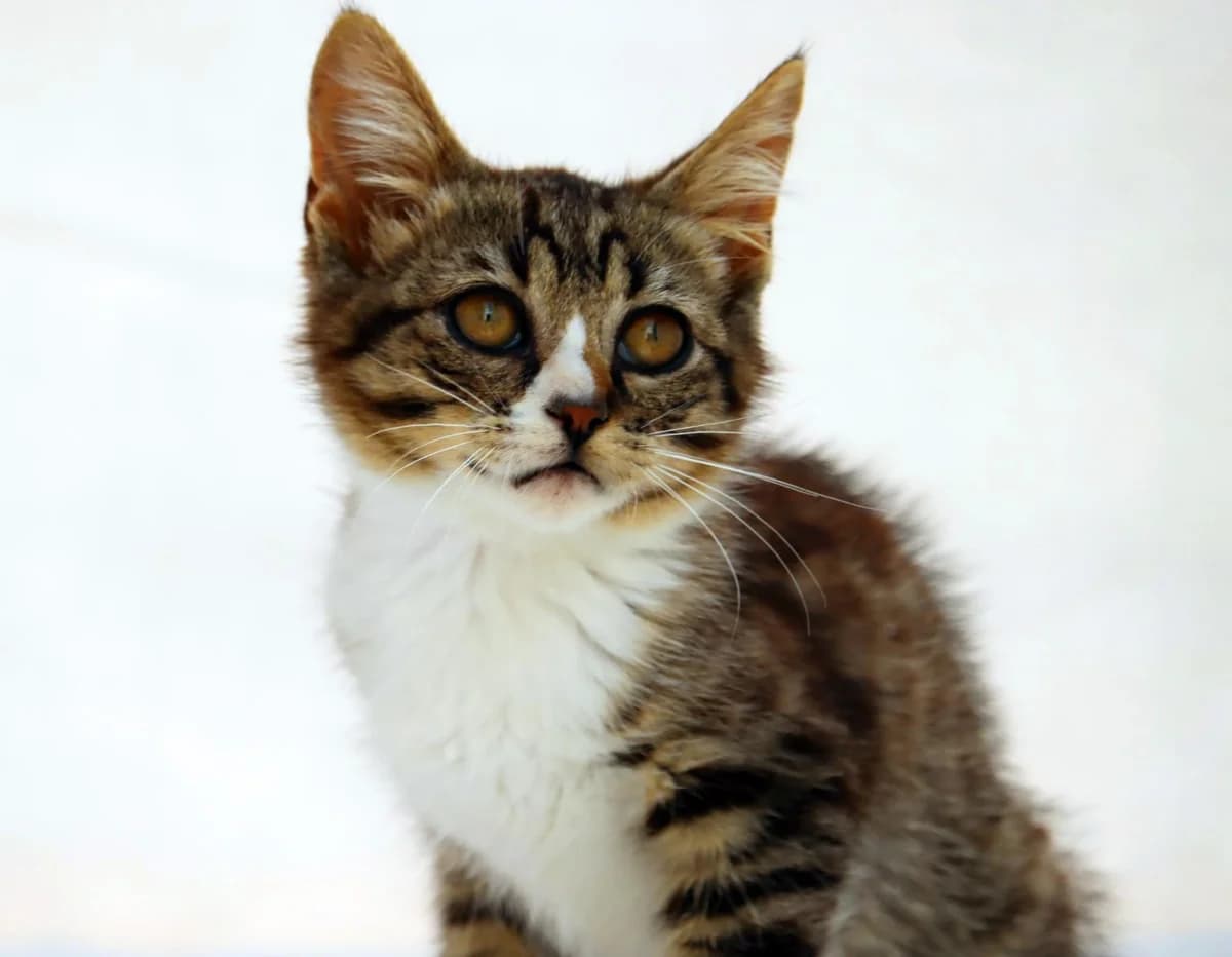 Kim – Reservado photo 7