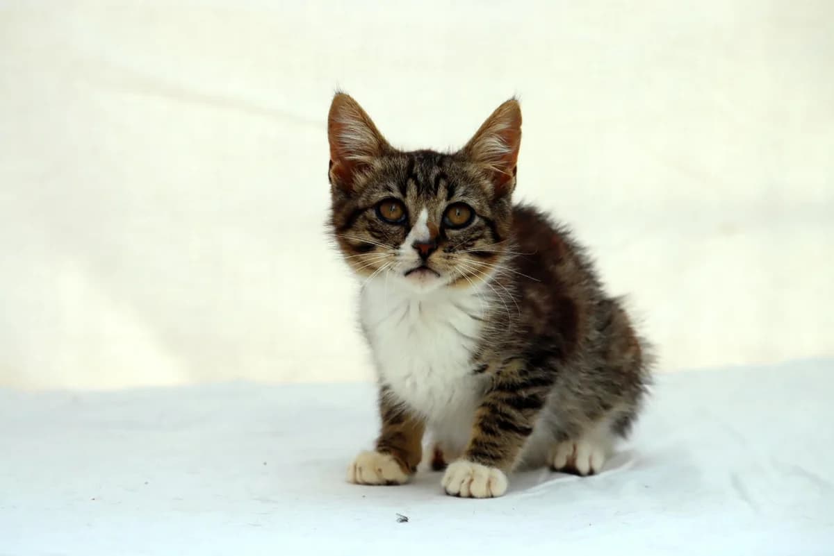 Kim – Reservado photo 8