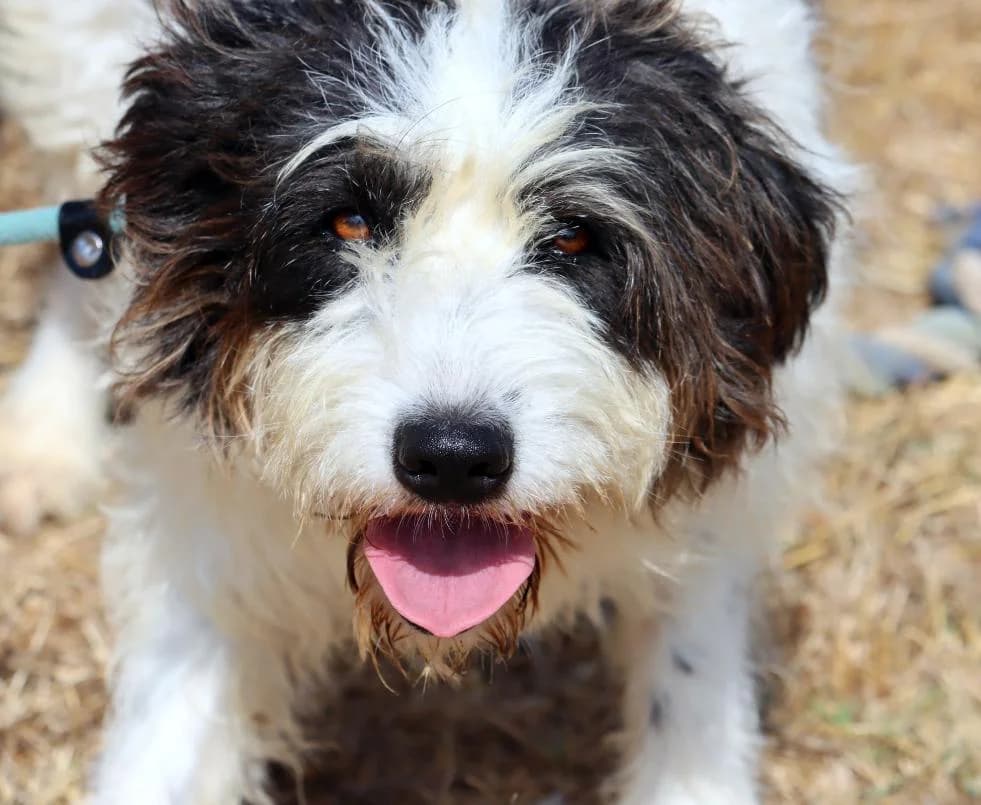 Luna, female 3yo Mixed Breed for adoption at Bianca APS