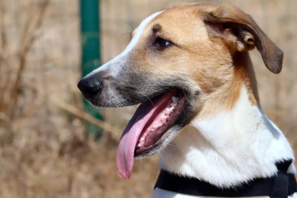 Henrique, Mixed Breed (Bianca APS)
