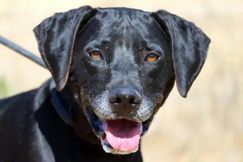 Amadeo, Mixed Breed (Bianca APS)