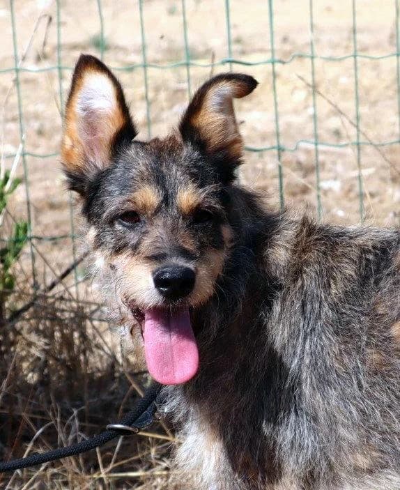 Pipa, female young Mixed Breed for adoption at Bianca APS