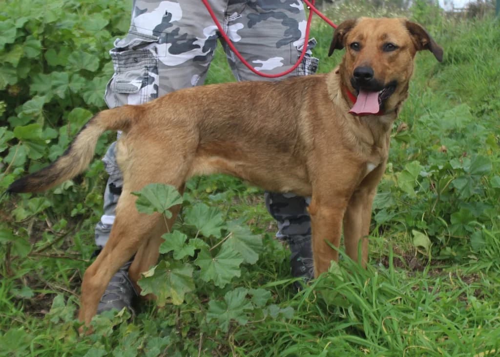 LARANJA, Mixed Breed (O Cantinho da Milu)