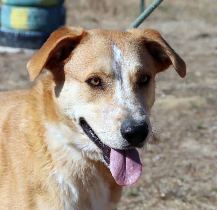 Natura – Reservado, male Mixed Breed for adoption at Bianca APS