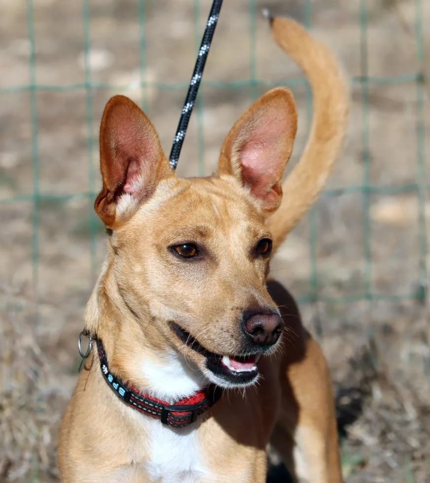Roc, male Mixed Breed for adoption at Bianca APS