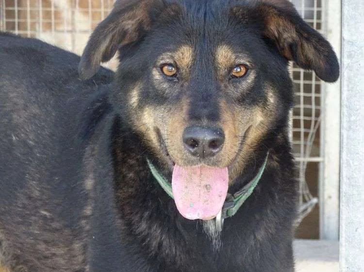 Gastão, male Mixed Breed for adoption at Bianca APS