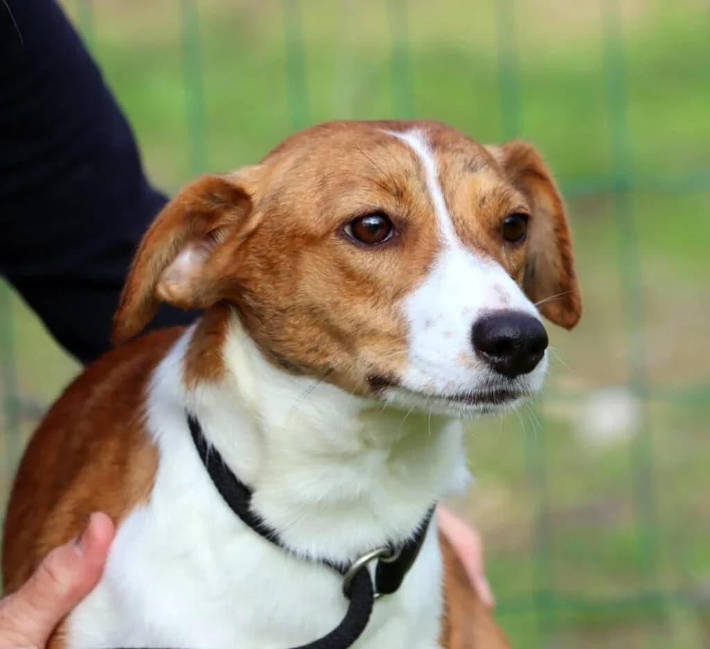 Baga, Mixed Breed (Bianca APS)