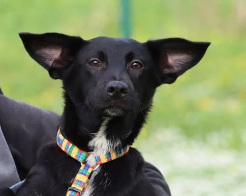 Bellatrix, female young Mixed Breed for adoption at Bianca APS