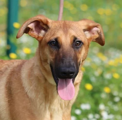 Delano, male young Mixed Breed for adoption at Bianca APS
