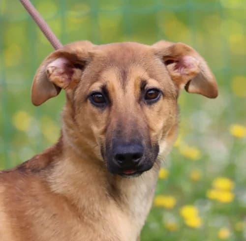 Denise, female young Mixed Breed for adoption at Bianca APS
