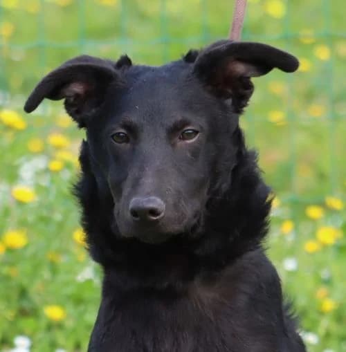 Lloyd – Reservado, male young Mixed Breed for adoption at Bianca APS