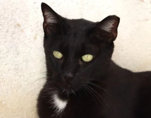 Dark, male Mixed Breed for adoption at Bianca APS