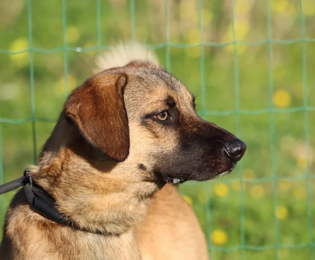 Sweet, Mixed Breed (Bianca APS)