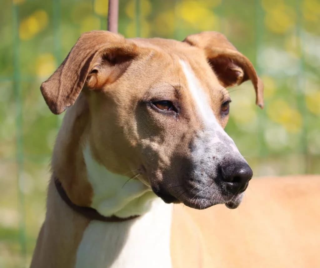 Bachi, Mixed Breed (Bianca APS)