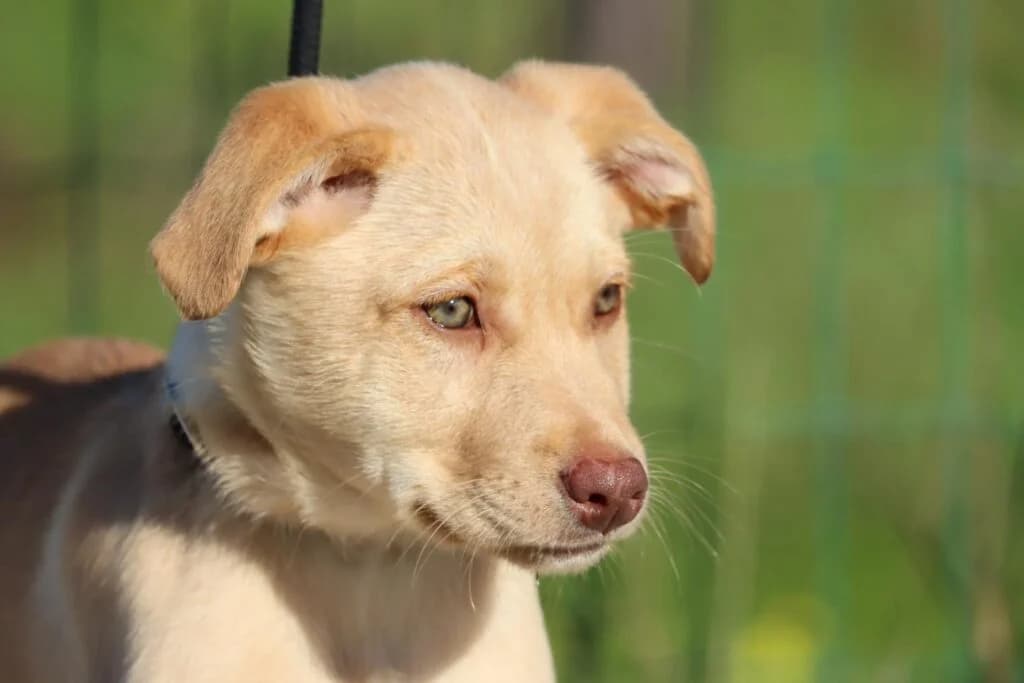 Cristal, Mixed Breed (Bianca APS)