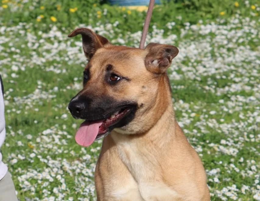 Belém, female Mixed Breed for adoption at Bianca APS