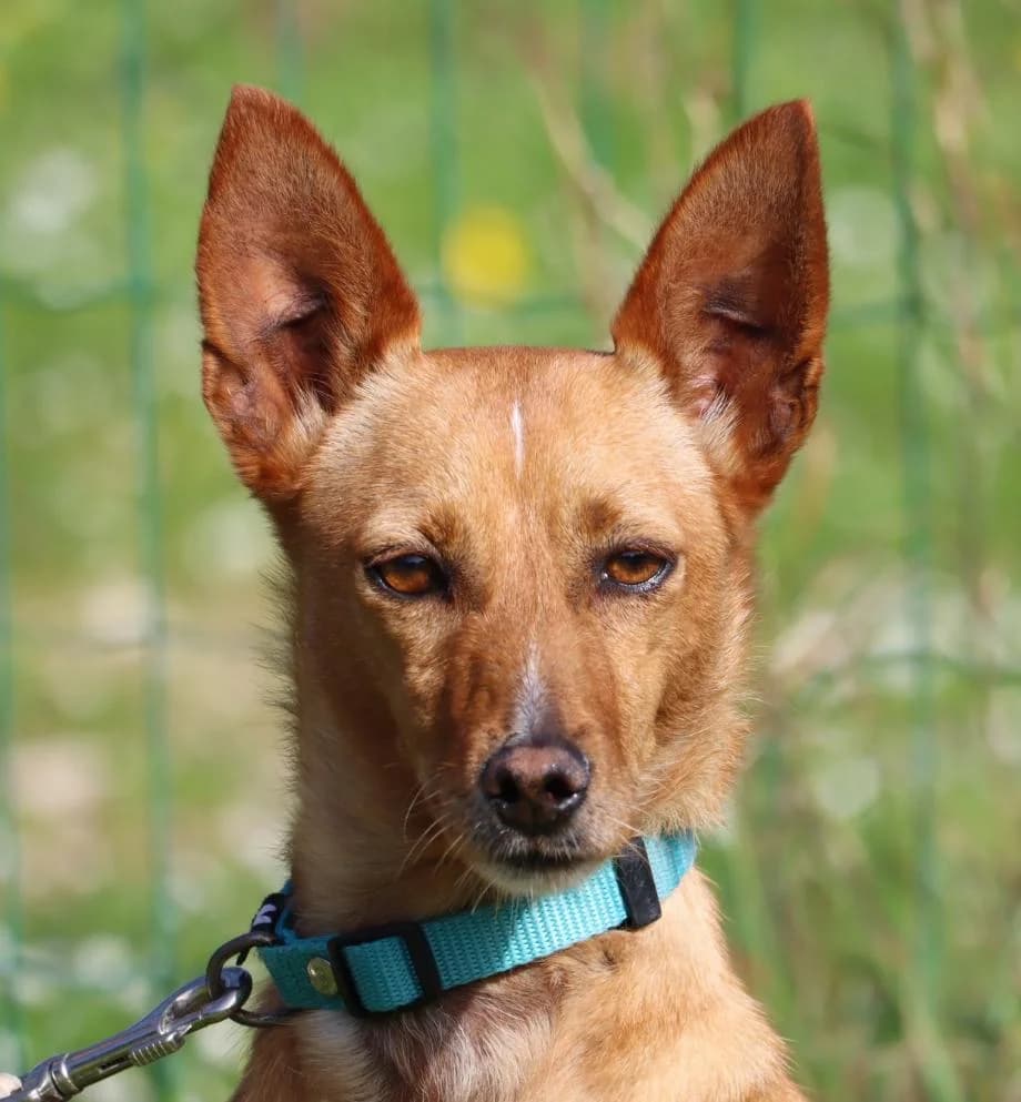 Luz, female Mixed Breed for adoption at Bianca APS