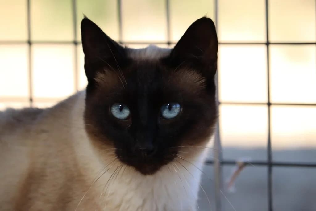Emilio, Siamese (Bianca APS)