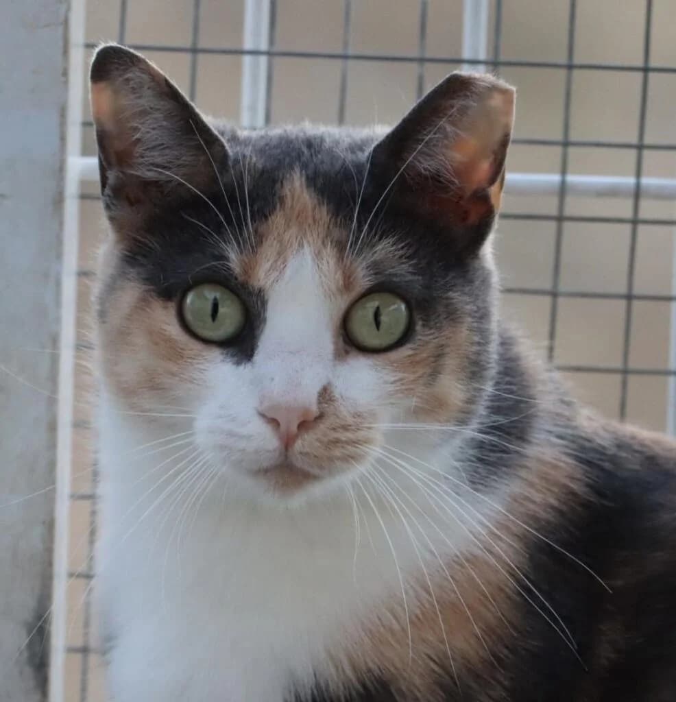 Debbie, Mixed Breed (Bianca APS)