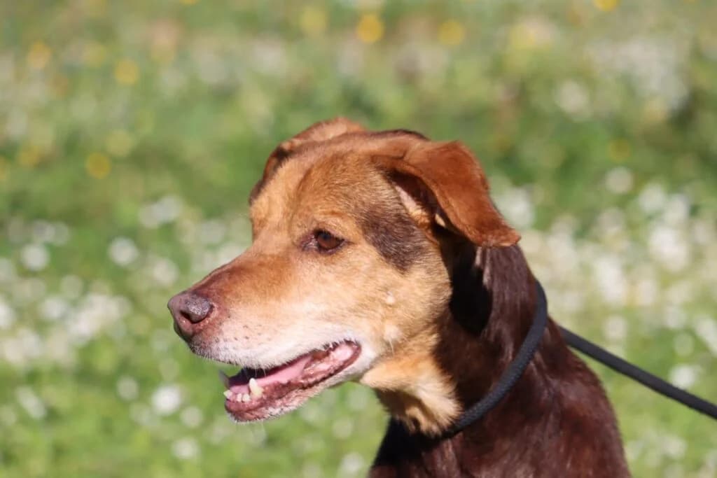 Graciano, Mixed Breed (Bianca APS)