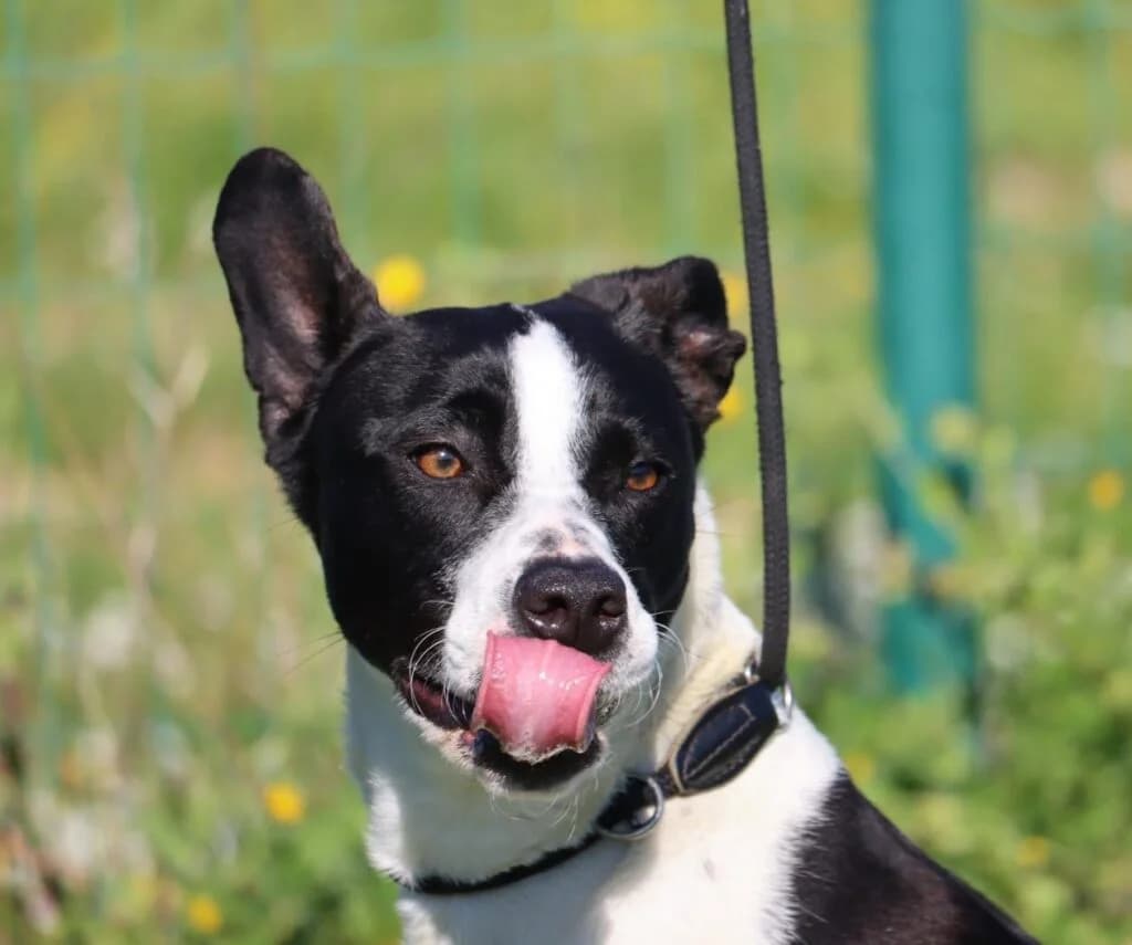 Green, Mixed Breed (Bianca APS)