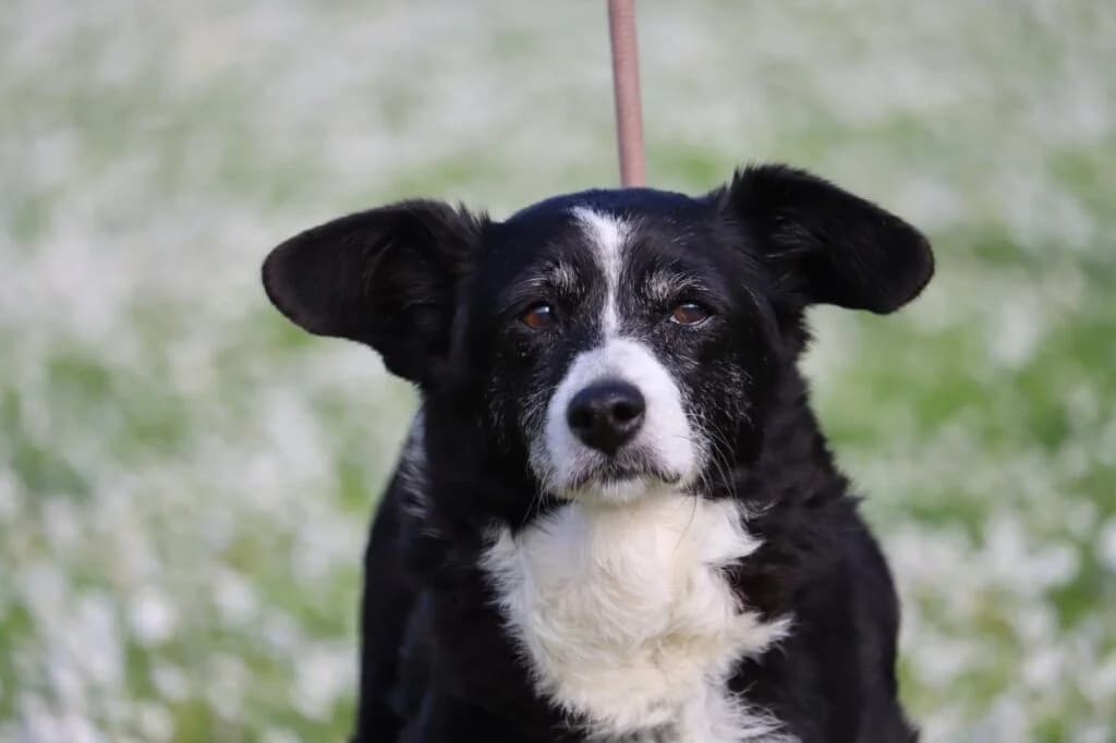 Omega, black female Mixed Breed for adoption at Bianca APS