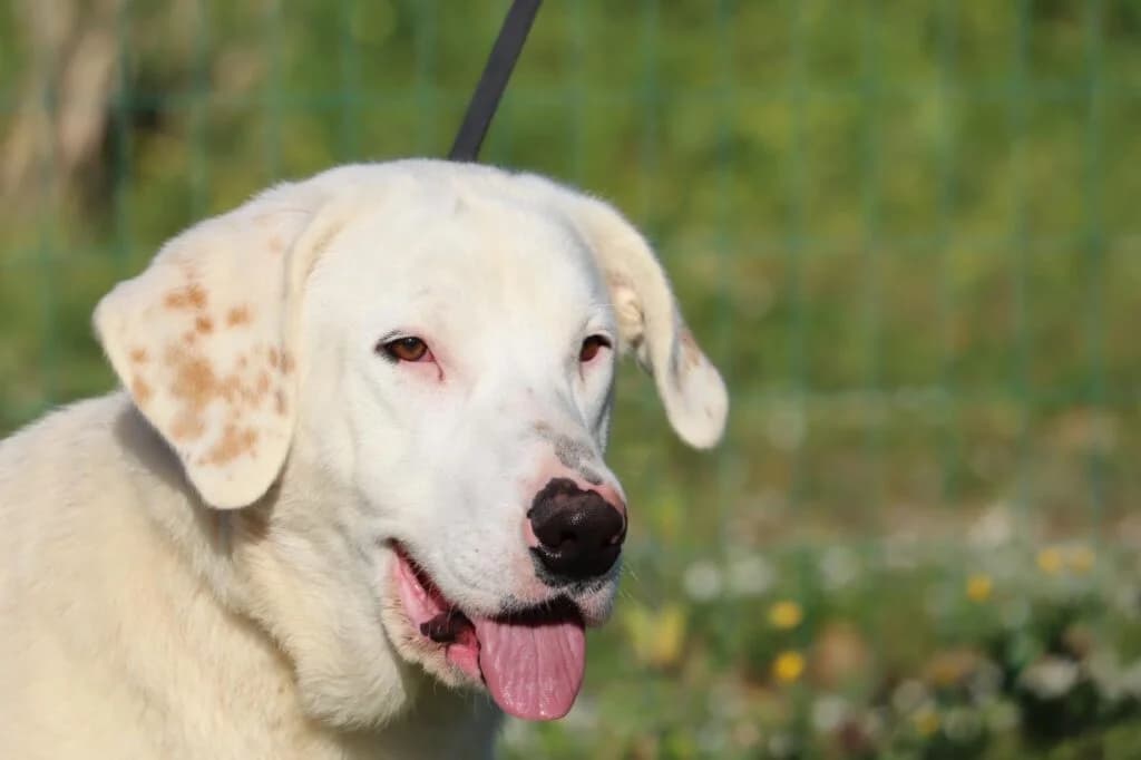 Elena, Mixed Breed (Bianca APS)