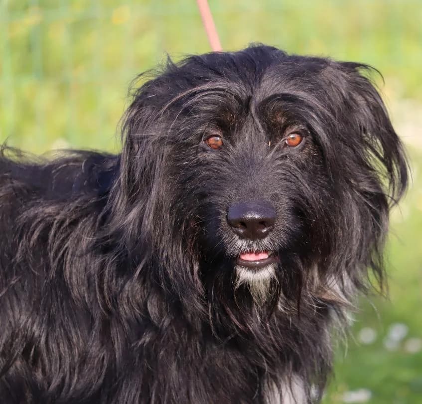 Loki, male young Mixed Breed for adoption at Bianca APS