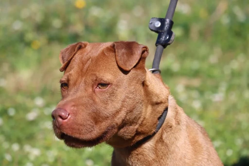 Kakau, Mixed Breed (Bianca APS)