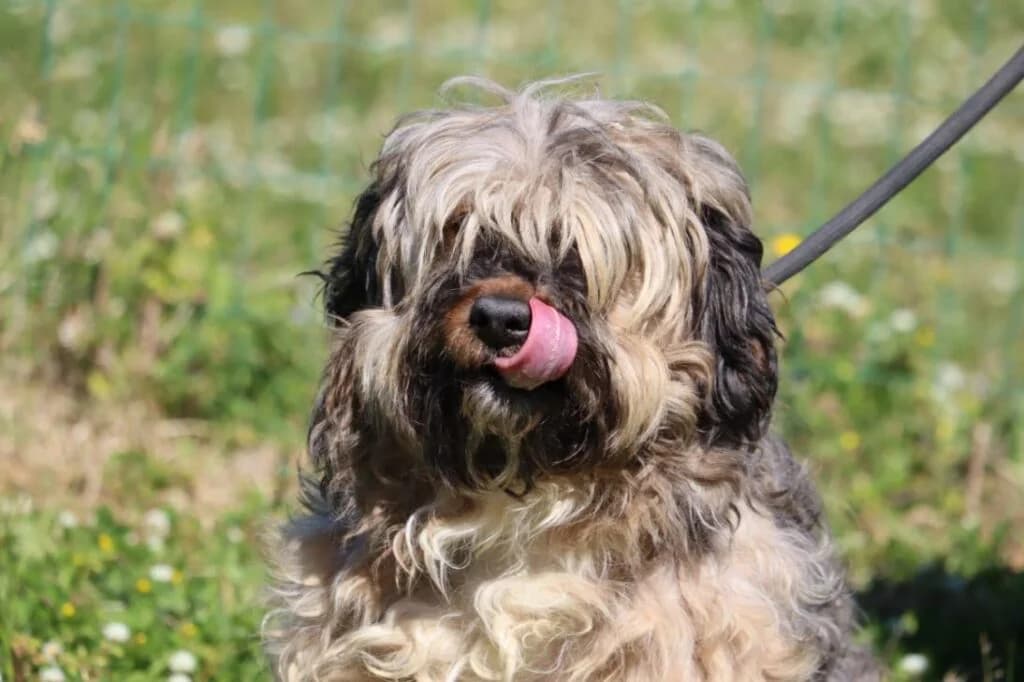 Tcheko, Mixed Breed (Bianca APS)