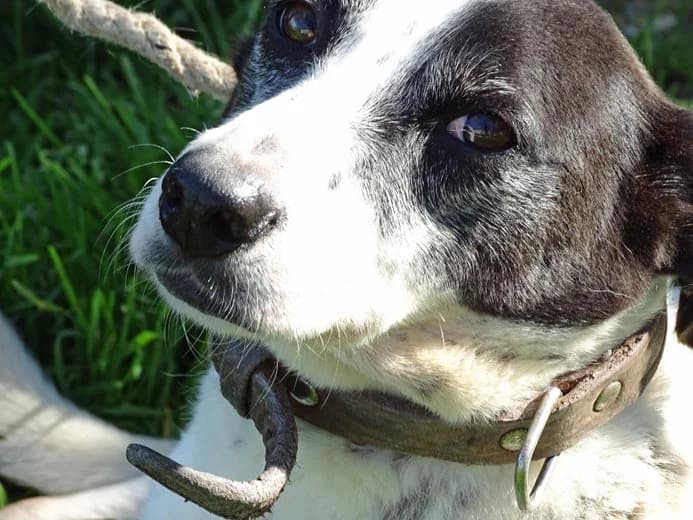 Milka, female Mixed Breed for adoption at Bianca APS