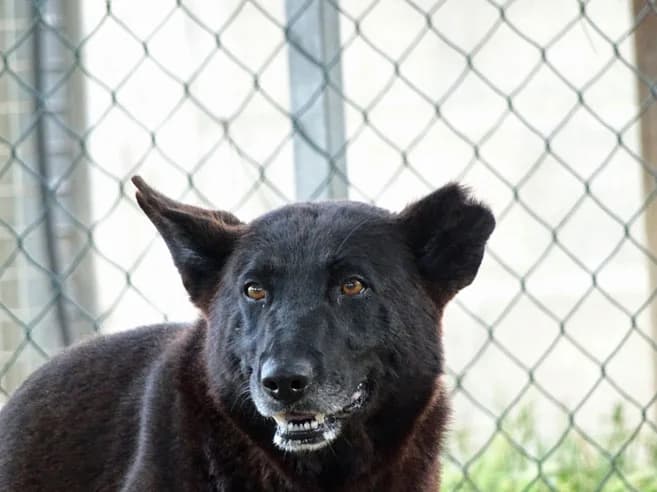 Ghandi, male Mixed Breed for adoption at Bianca APS