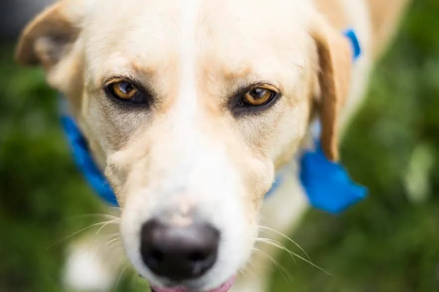 AREIAS / OLIVER, Castanho male senior Mixed Breed for adoption at O Cantinho da Milu, Lisbon