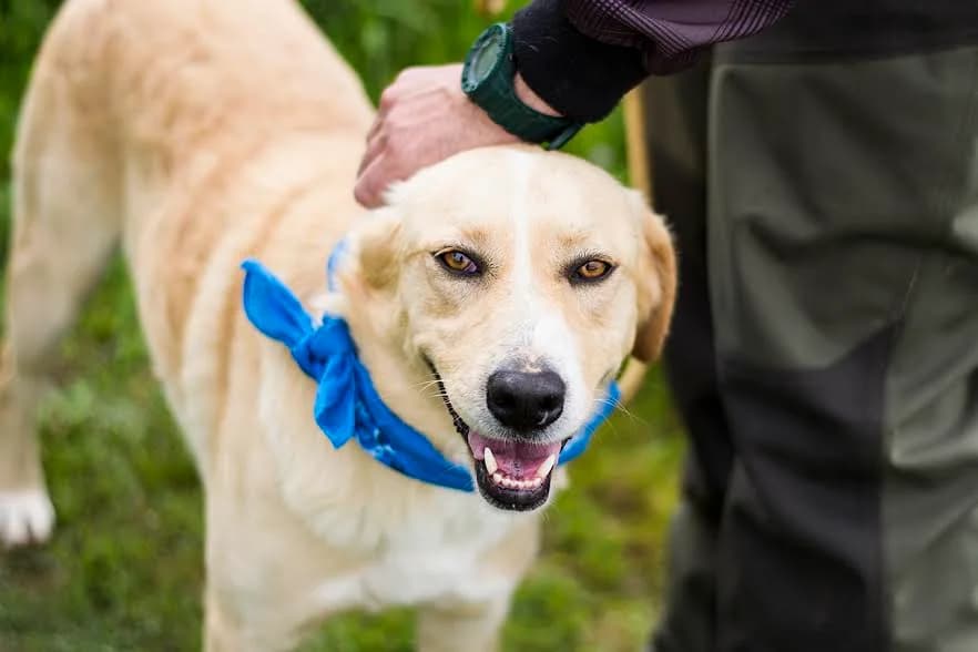 AREIAS / OLIVER, Castanho male senior Mixed Breed for adoption at O Cantinho da Milu, Lisbon