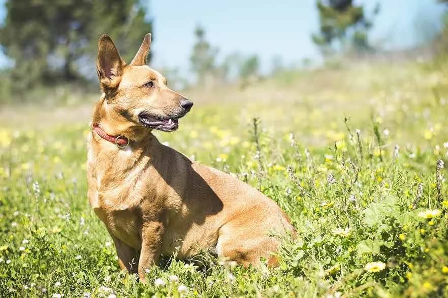 TEDDY, Mixed Breed (O Cantinho da Milu)