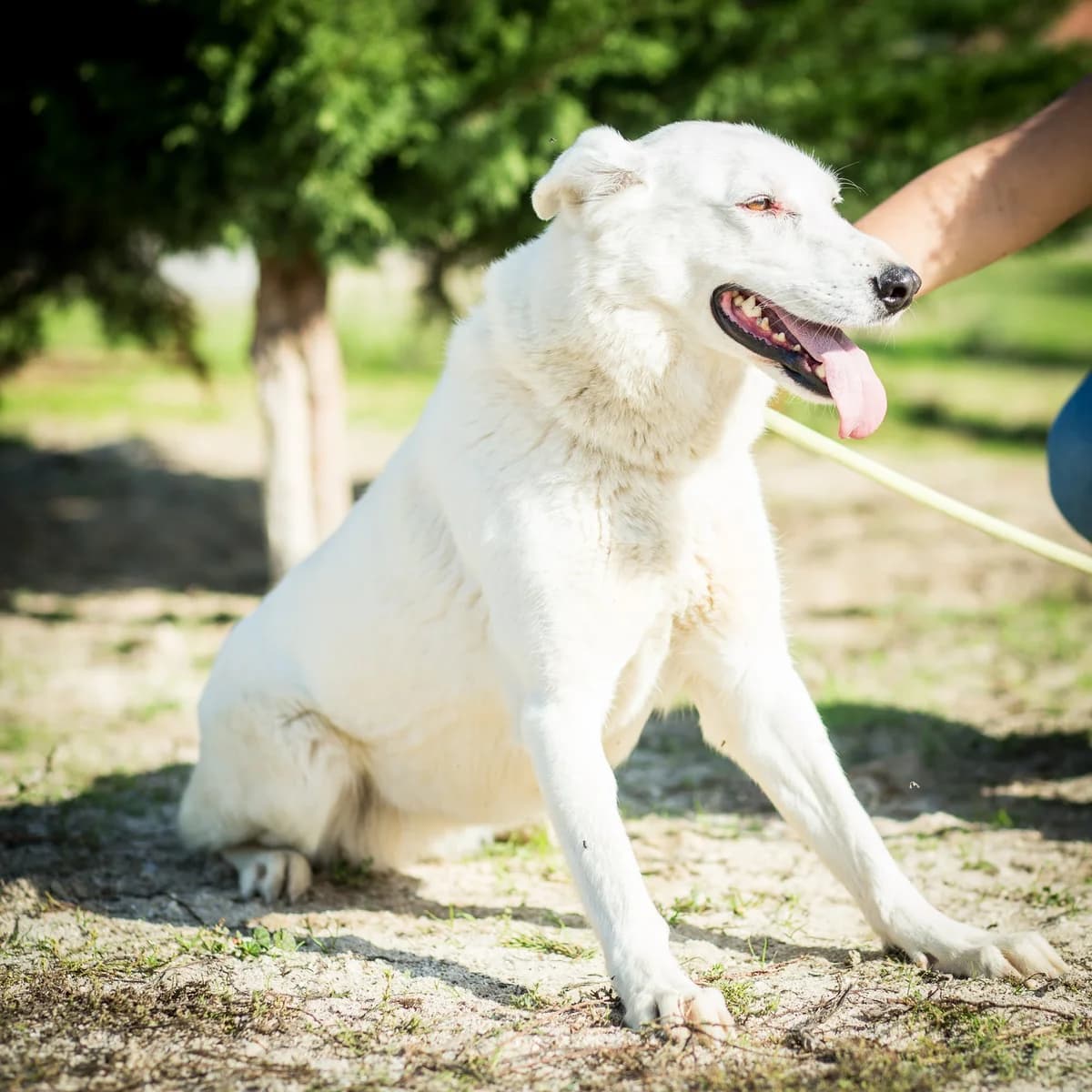 NUVEM, Branco female senior Mixed Breed for adoption at O Cantinho da Milu, Lisbon