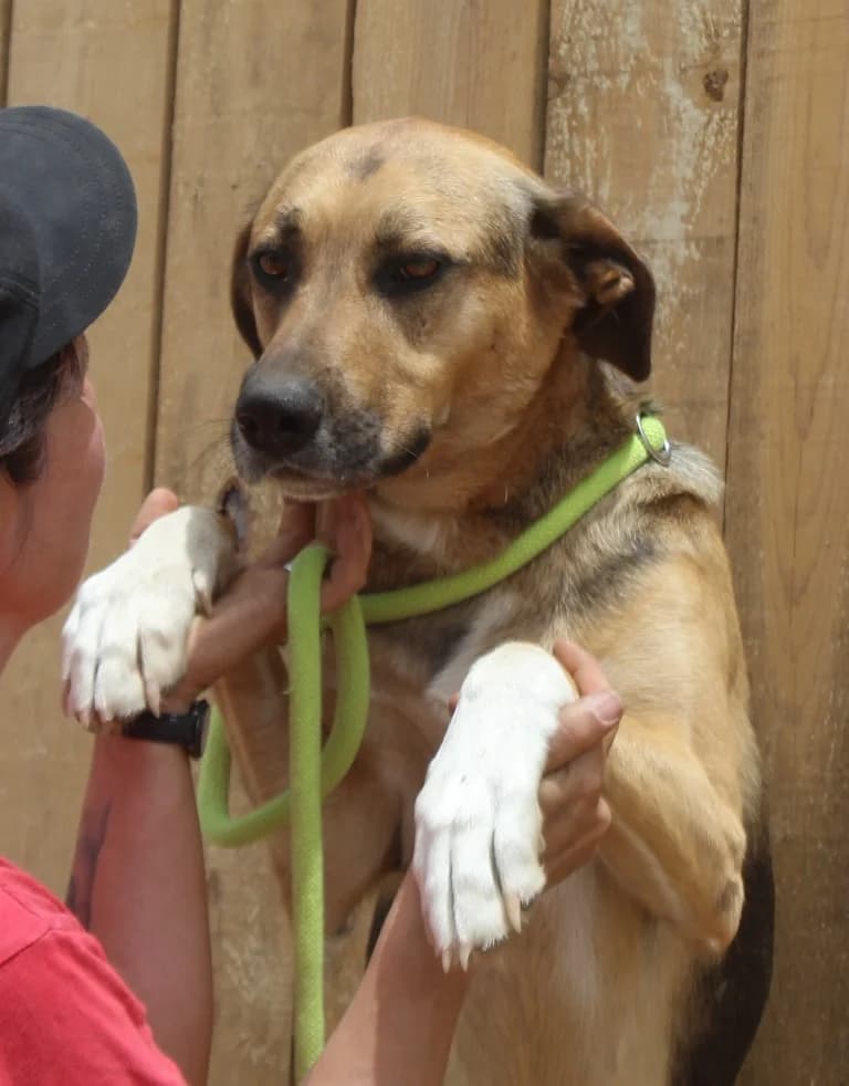 FLIP, Mixed Breed (O Cantinho da Milu)