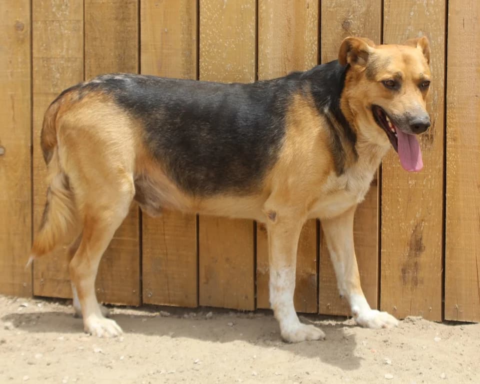 FLAP, Mixed Breed (O Cantinho da Milu)