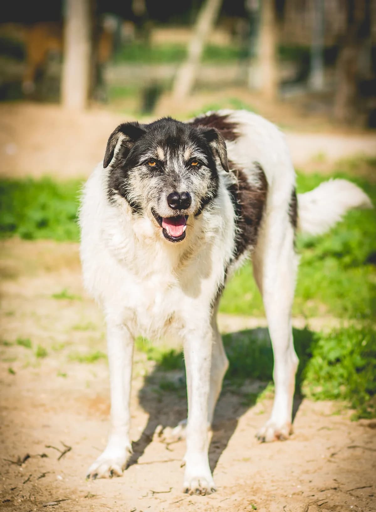 ORIOL, Mixed Breed (O Cantinho da Milu)