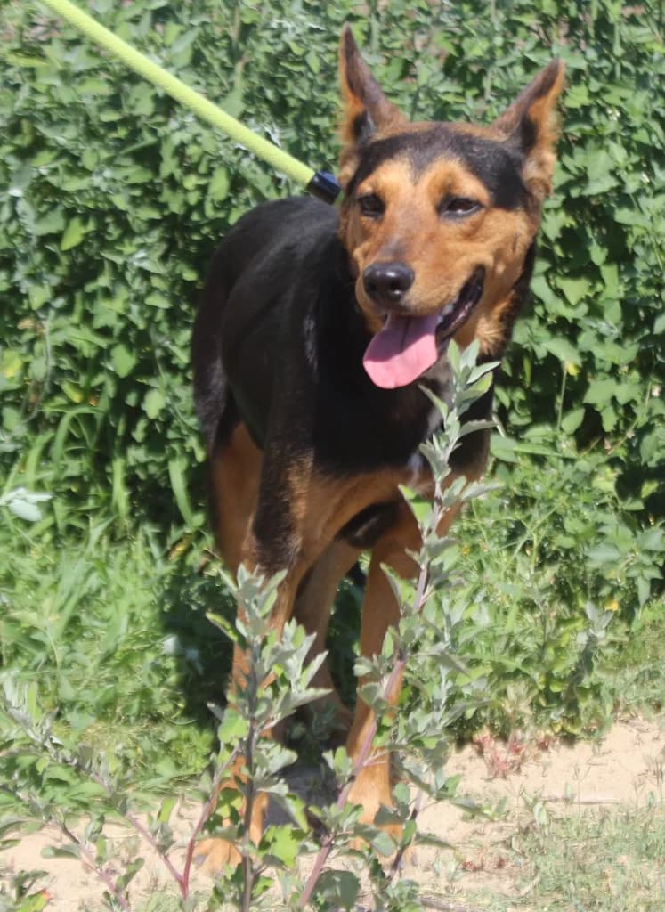 FUSCA, Mixed Breed (O Cantinho da Milu)