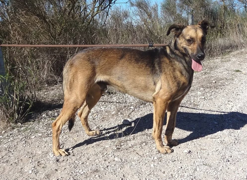 STITCH, Mixed Breed (O Cantinho da Milu)