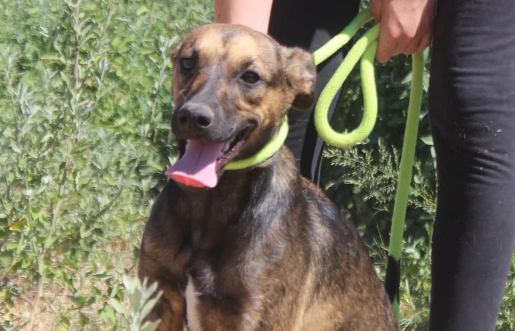 STITCH, Castanho e Preto male senior Mixed Breed for adoption at O Cantinho da Milu, Lisbon